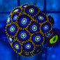Zoanthid [Aquacultured]