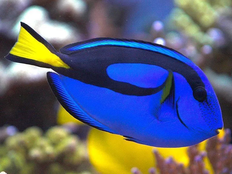 Tang Blue/Hippo (Paracanthurus hepatus)