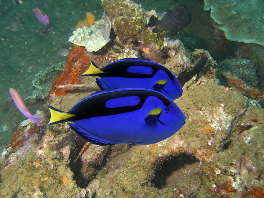 Tang Blue/Hippo (Paracanthurus hepatus)