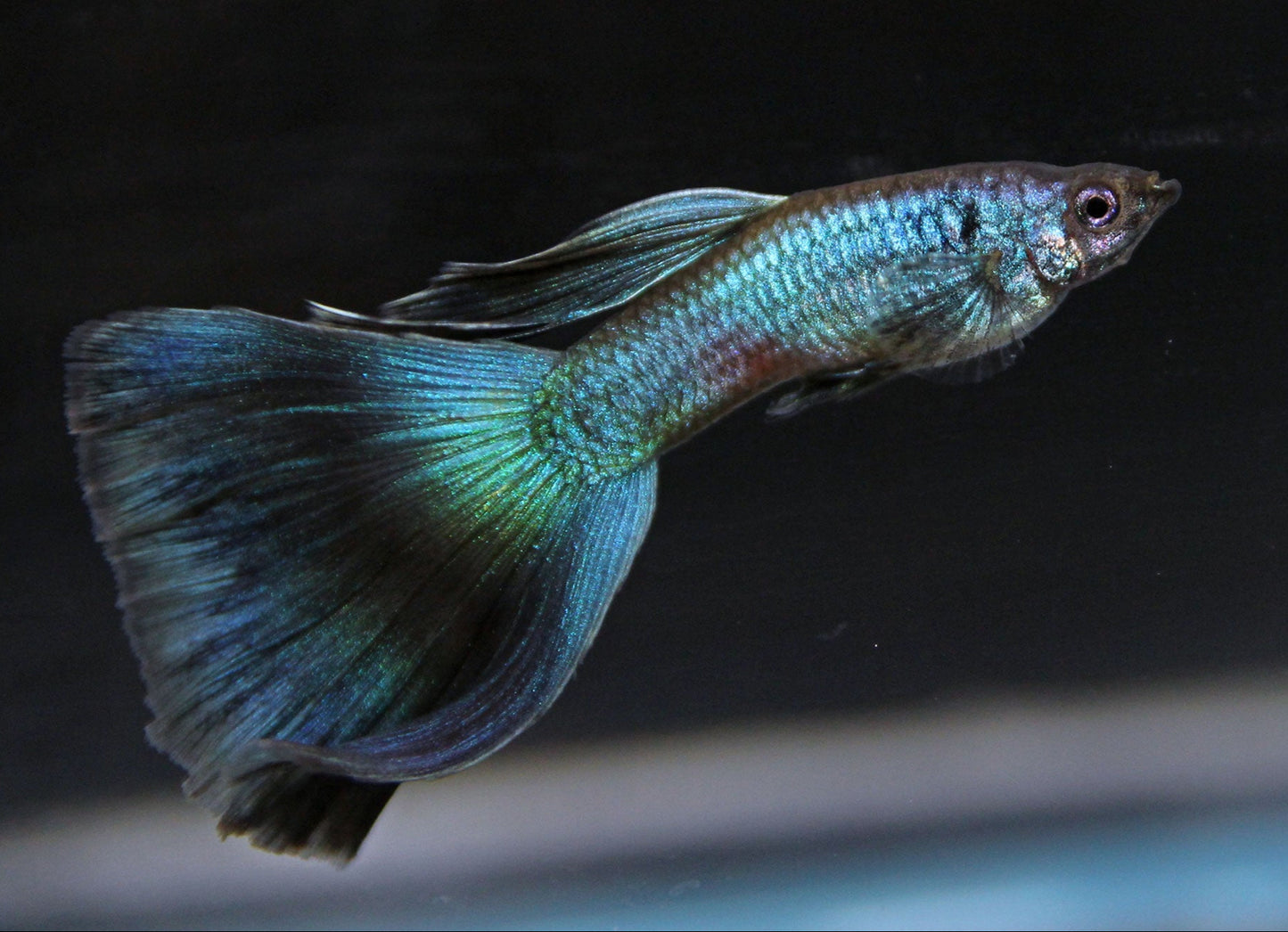 Guppy Moscow Male