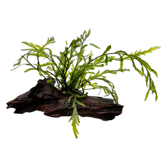 Bolbitis heudelotii (African Water Fern)