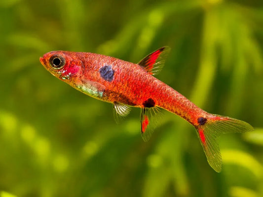 Rasbora - Strawberry (Boraras naevus)