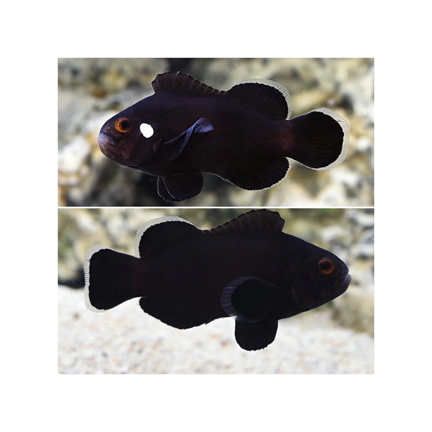 Clownfish - Domino (Amphiprion ocellaris)*Captive Bred* PAIR