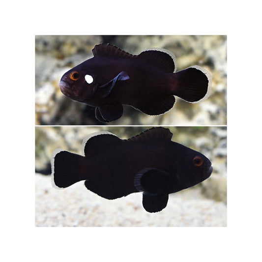 Clownfish - Domino (Amphiprion ocellaris)*Captive Bred* PAIR