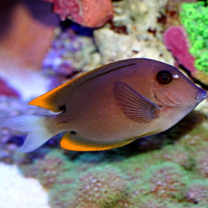 Tang Tomini (Ctenochaetus tominiensis)