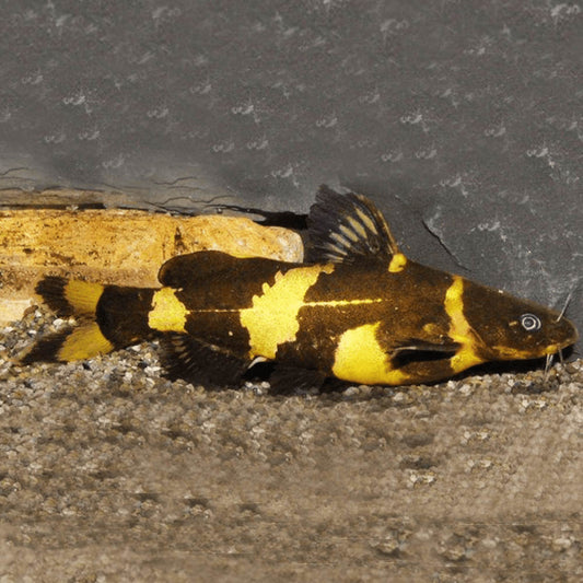 Catfish -  Bumble Bee Catfish (Psuedomystus Siamensis)