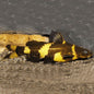 Catfish -  Bumble Bee Catfish (Psuedomystus Siamensis)