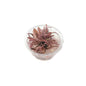 TC Cryptocoryne wendtii 'flamingo'