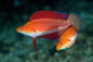 Wrasse - Ruby finned Fairy (Female)