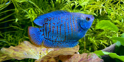Gourami Dwarf Male - Various