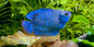 Gourami Dwarf Male - Various