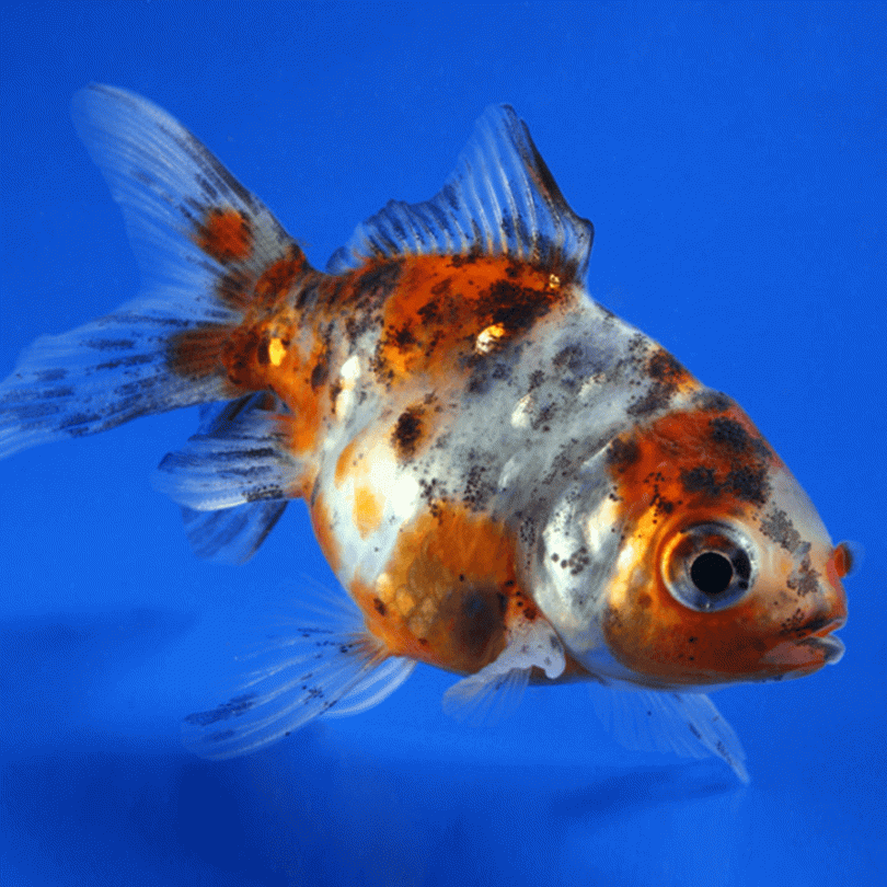 Goldfish - Oranda Calico