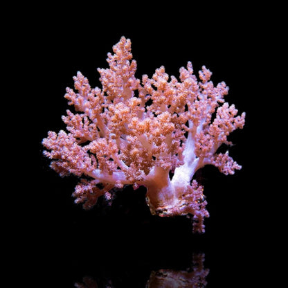 Carnation Coral (Dendronephthya/Nepthea sp.)