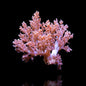 Carnation Coral (Dendronephthya/Nepthea sp.)