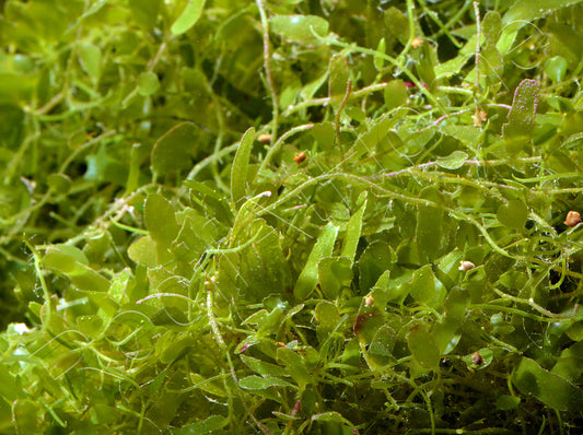 Macro Algae - Caulerpa brachypus (Paddle Caulerpa) x Some Mixed Grape Caulerpa