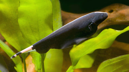 Ghost Knife Fish