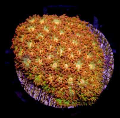 Flower Pot Corals (Goniopora, Alveopora, Bernardpora sp.)