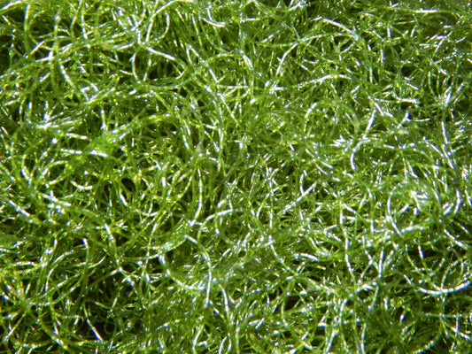 Macro Algae - Chaeto