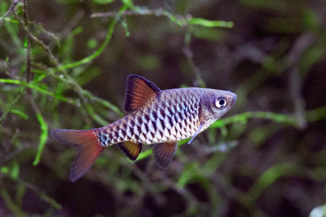 Freshwater Barbs – Aquarium Gallery