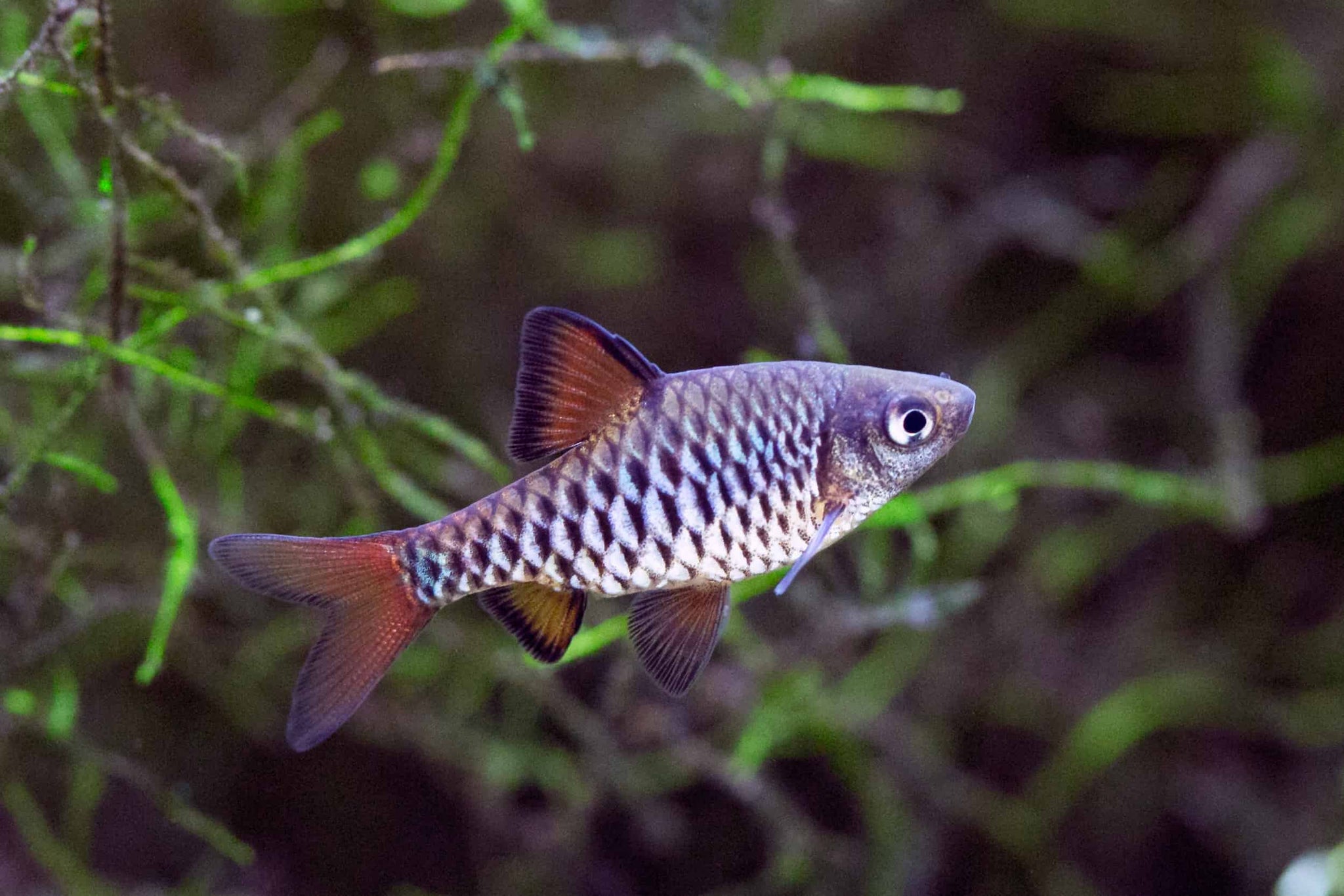 Barb Checker – Aquarium Gallery