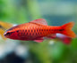 Barb - Cherry - Various