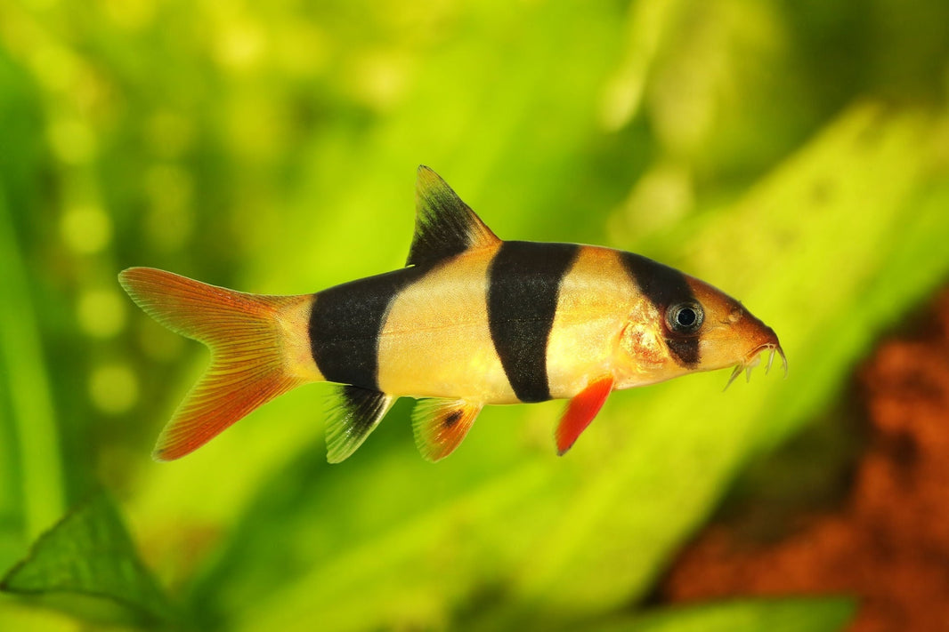 Freshwater Loach – Aquarium Gallery