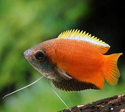 Gourami Dwarf Honey variants (Trichogaster chuna)