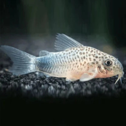 Corydora - Similis