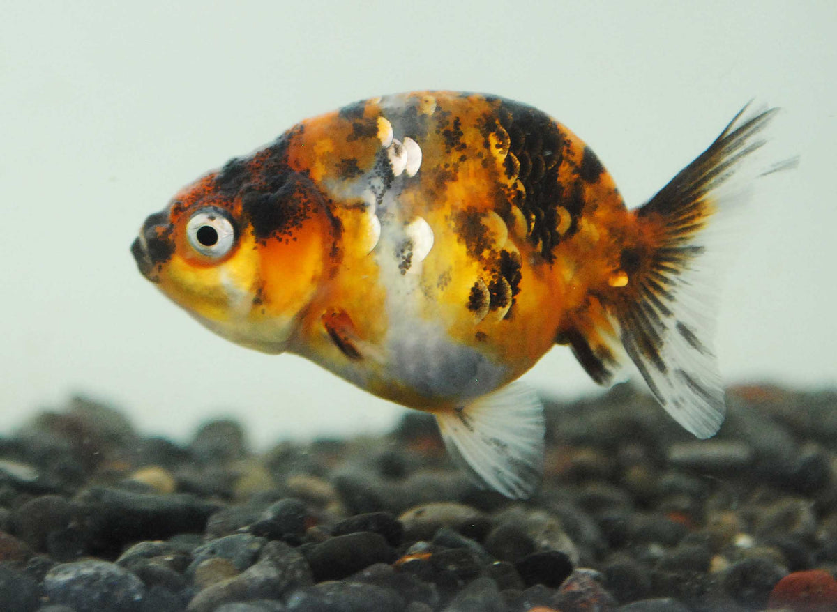 Small Rancho Fish Goldfish - Ranchu assorted – Aquarium Gallery