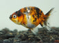 Goldfish - Ranchu assorted