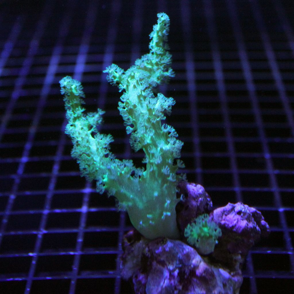Carnation Coral (Dendronephthya/Nepthea sp.)