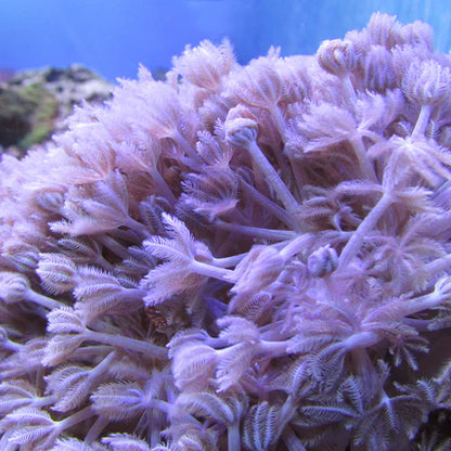 Xenias (Xenia sp.)