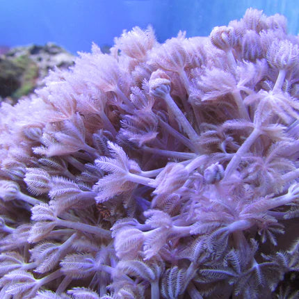 Xenias (Xenia sp.)