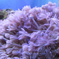Xenias (Xenia sp.)