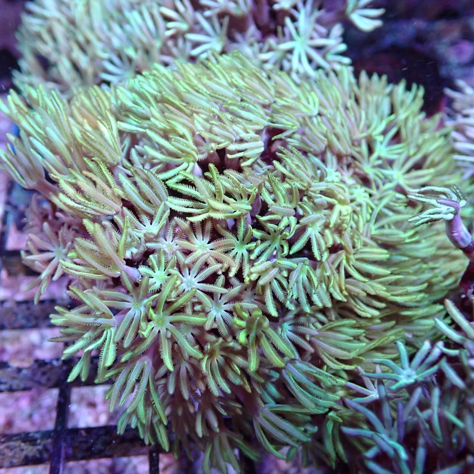 Pipe Organ Coral Tubipora Sp Aquarium Gallery pipe-organ-coral-tubipora-sp-aquarium-gallery