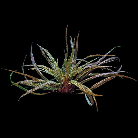 TC Cryptocoryne crispatula balansae