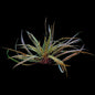 TC Cryptocoryne crispatula balansae