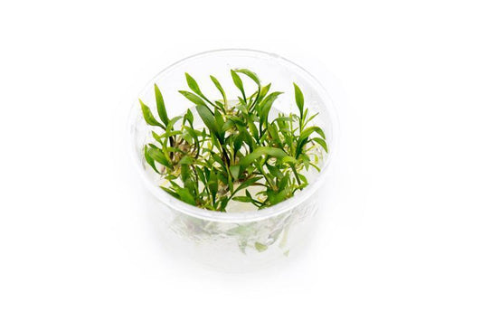 TC Cryptocoryne lutea