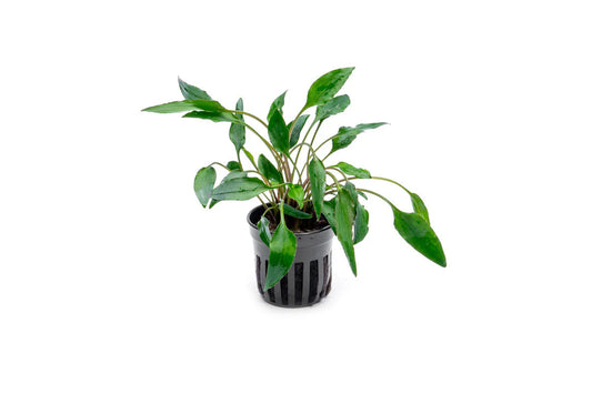 Cryptocoryne Undulata - various