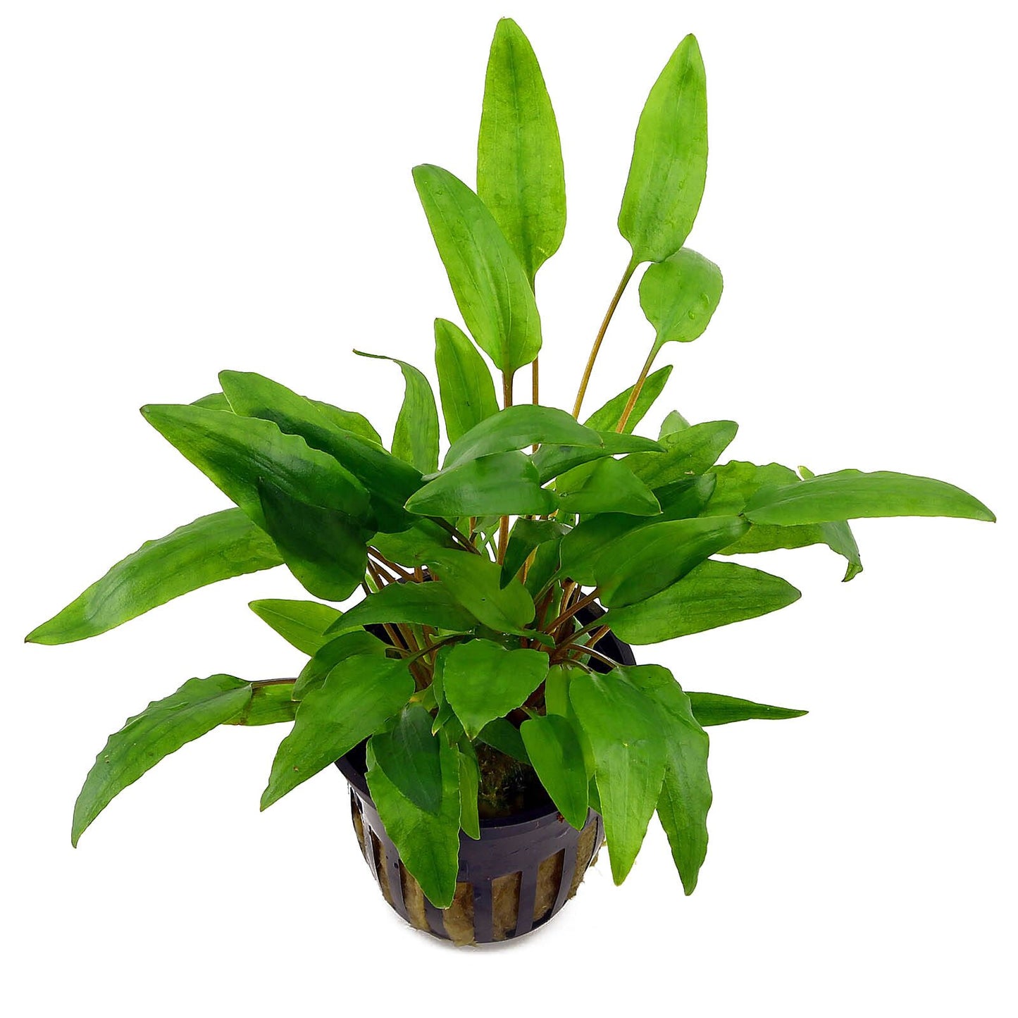 Cryptocoryne wendtii "Green"