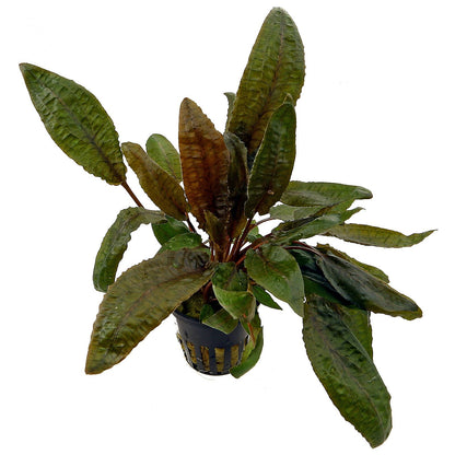 Cryptocoryne wendtii "Brown" Adult Plants