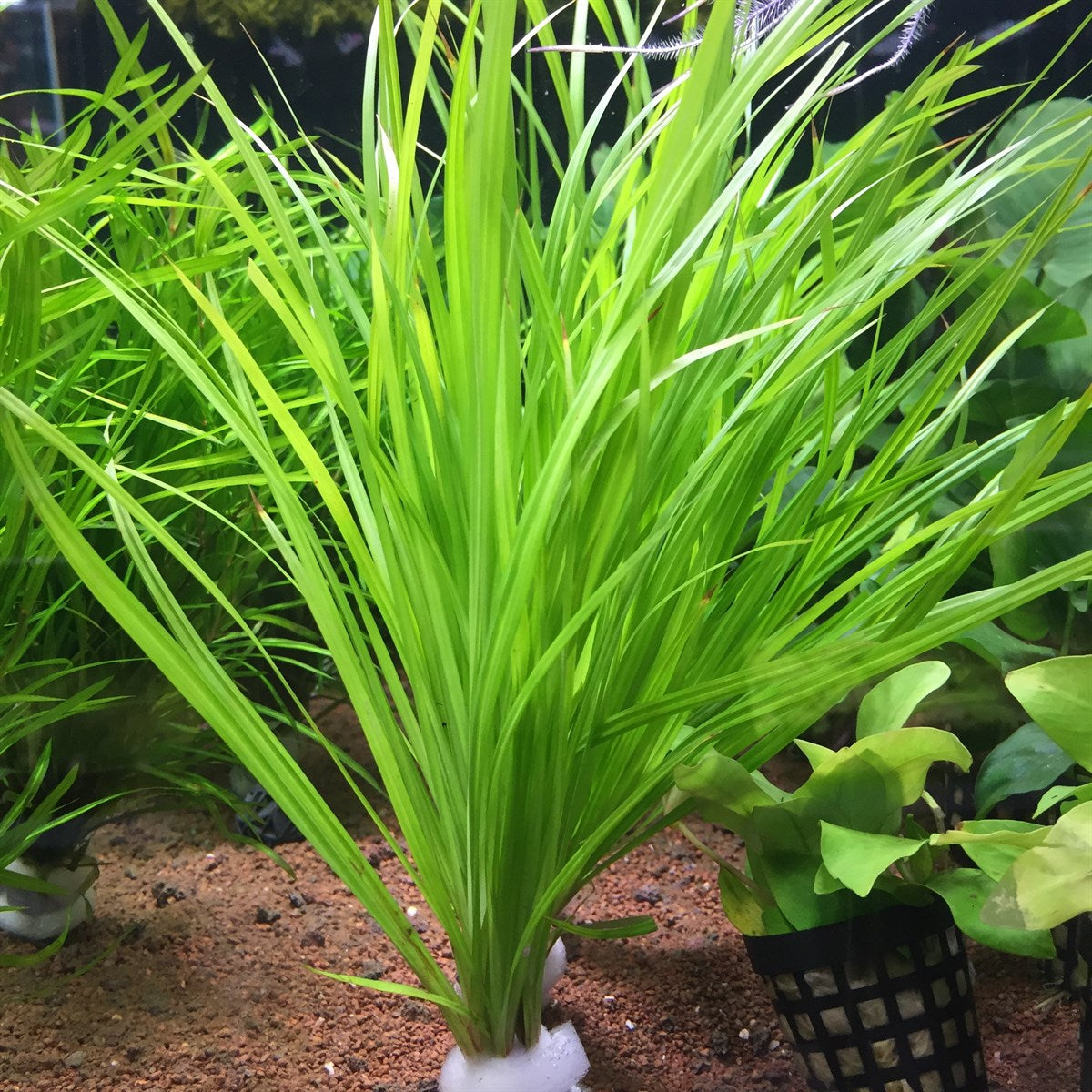 Cyperus helferi