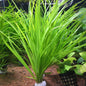 Cyperus helferi