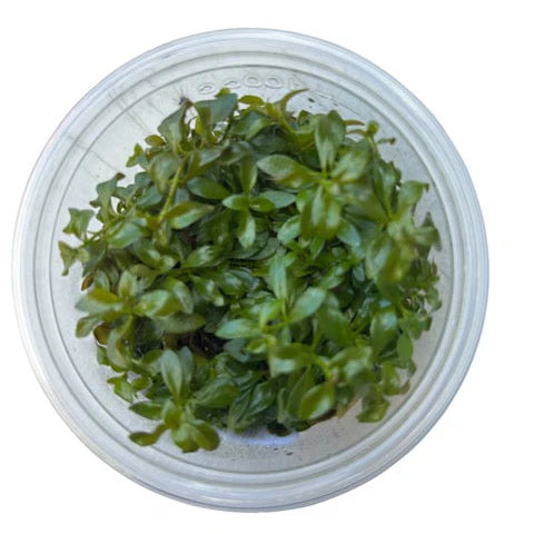 TC Ludwigia atlantis 'Dark Orange'