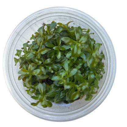 TC Ludwigia atlantis 'Dark Orange'