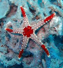 Sea Star / Starfish