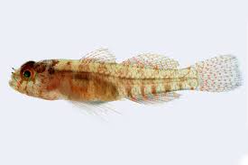 Speckled Dwarf Goby (Eviota sparsa)
