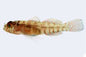Speckled Dwarf Goby (Eviota sparsa)
