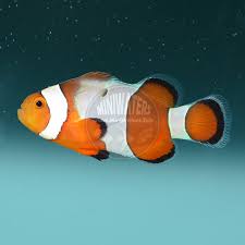 Smudge Clownfish (Amphirion Ocellaris) PAIR *Captive Bred*