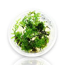 TC Bolbitis Heudelotti - African Water Fern